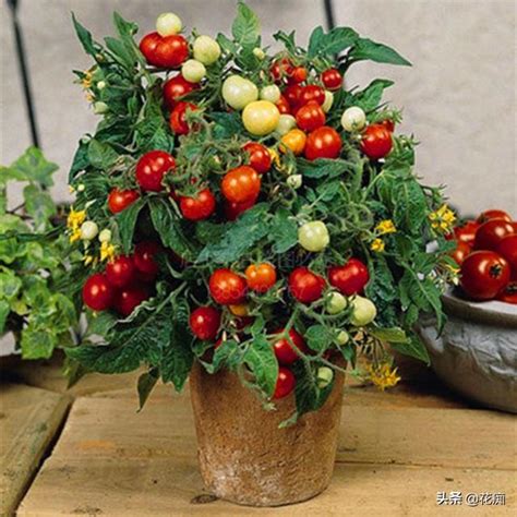 番茄 盆栽
